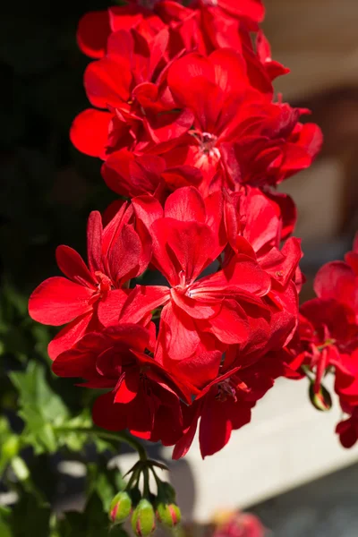 Red pelargonium (geranium) flower — Stock Photo, Image
