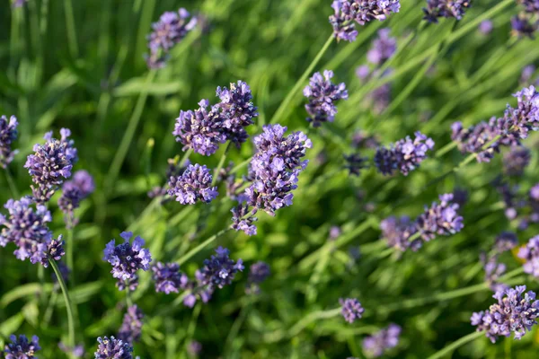 Gardens with the flourishing lavender — Stock Photo, Image