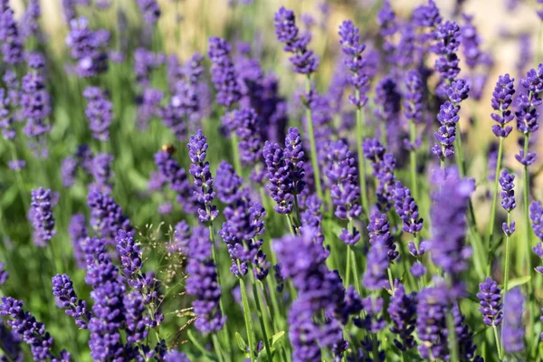 Giardini con la fiorente lavanda — Foto Stock