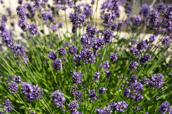 Puutarhat kukoistavan laventelin kanssa — kuvapankkivalokuva
