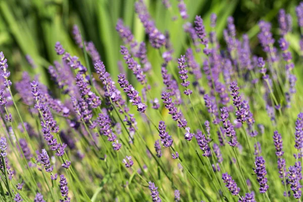 Giardini con la fiorente lavanda — Foto Stock