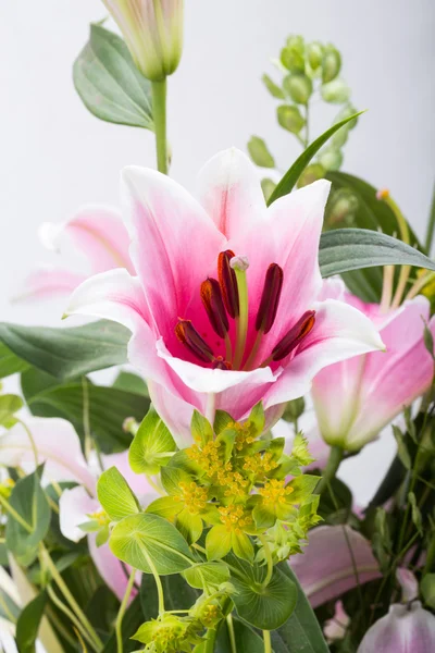 Närbild av rosa lilja blomma — Stockfoto