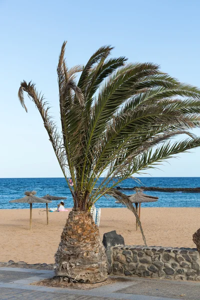 Wizerunek palmy w błękitne niebo słoneczny — Zdjęcie stockowe
