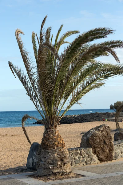 Ein Bild der Palme im blauen, sonnigen Himmel — Stockfoto