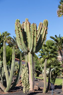 Etli kaktüs bitkileri Bahçe