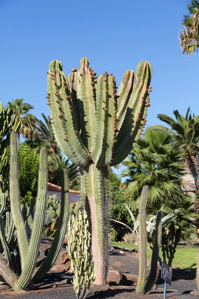 Plantes succulentes de cactus dans le jardin — Photo