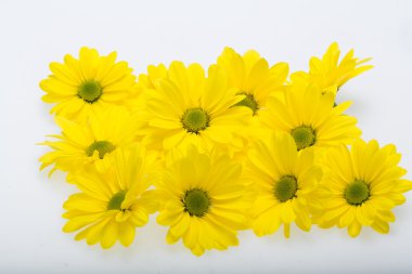 Sarı kasımpatı çiçekleri yakın çekim