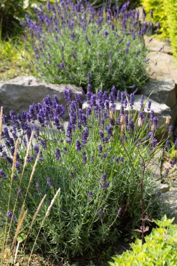 İri ve gür bahçeler, 