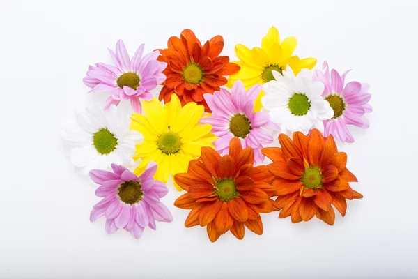 Primer plano de las coloridas flores de crisantemo — Foto de Stock