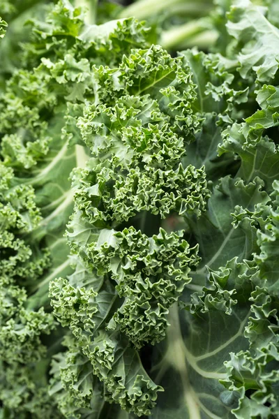 A healthy fresh curly kale — Stock Photo, Image