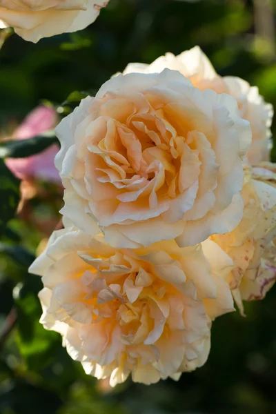 Rosa amarilla en la rama en el jardín — Foto de Stock