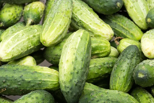 A lot of young cucumbers as background — Stock Photo, Image
