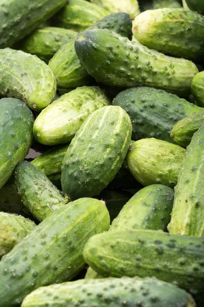 A lot of young cucumbers as background — Stock Photo, Image