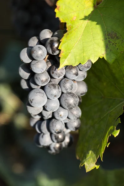 Bunch of red grapes on the vine with green leaves — Stock Photo, Image