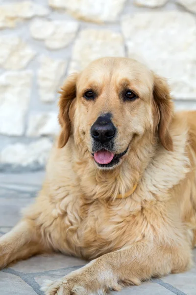 Portrait of beautiful golden retriever — Stock Photo, Image