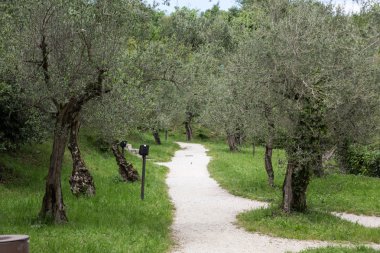 Garda Gölü üzerinde Sirmione'da zeytin ağaçları. İtalya 