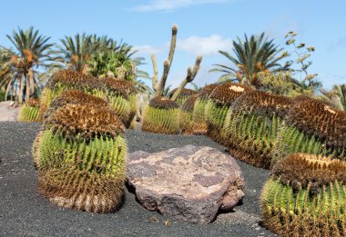 Echinocactus grusonii, halk arasında altın fıçı kaktüsü olarak bilinir.