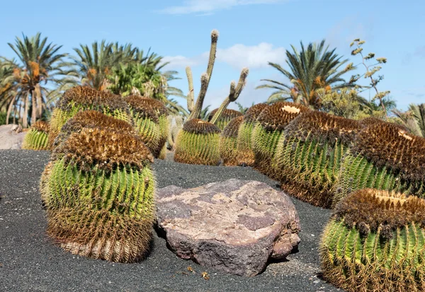 Echinocactus grusonii, popolarmente noto come Golden Barrel Cactus — Foto Stock