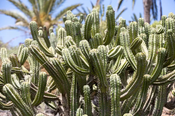 Hermosas plantas de cactus suculentas en el jardín —  Fotos de Stock