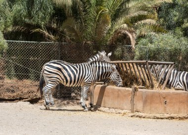 Zebra bir safari Parkı