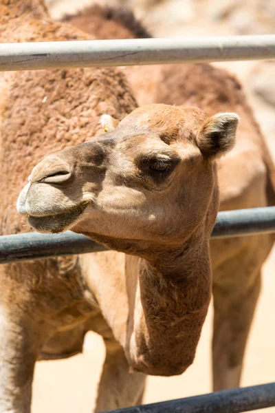 The portrait of Camels on the farm — Stock Photo, Image