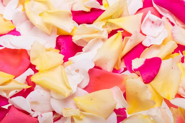 Blütenblätter aus rosa und gelben Rosen blühen. Hintergrund — Stockfoto