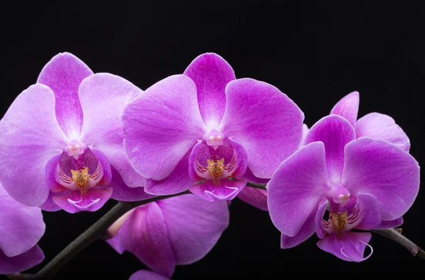 Růžový pruhovaný orchidej květina, izolované na černém pozadí — Stock fotografie