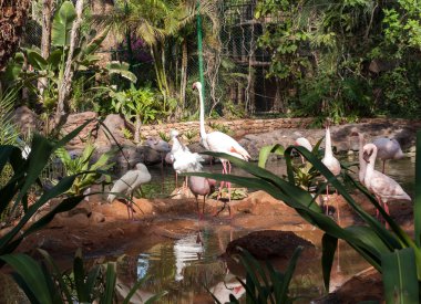 Güzel pembe büyük kuş büyük Flamingo, Phoenicopterus ruber