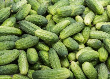 Arka planda bir sürü genç salatalık