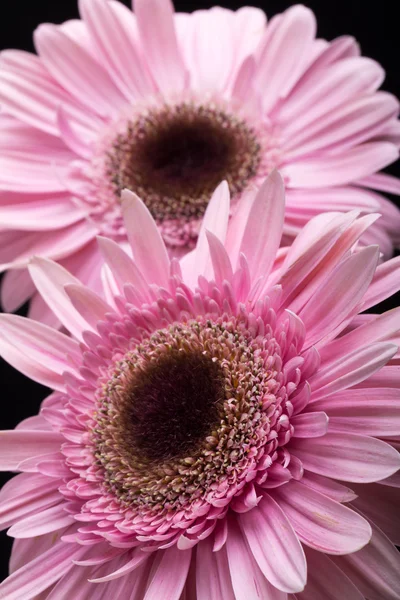 Close-up van roze gerbera bloem — Stockfoto