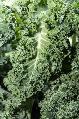 Sağlıklı taze kıvırcık lahana