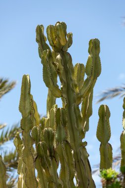 Pachycereus kaktüs Fuerteventura, Kanarya Adaları, İspanya