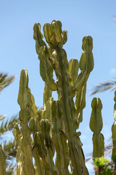 Pachycereus cactus on Fuerteventura, Canary Islands, Spain — Stock Photo, Image