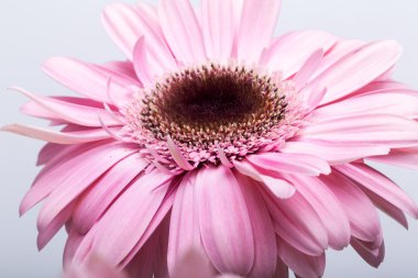 Pembe Gerbera çiçeğine yaklaş.