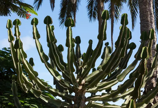 Красивые суккулентные растения кактуса в саду — стоковое фото