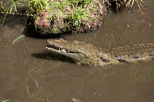a dangerous Crocodile in Oasis Park on Fuerteventura , Canary Island