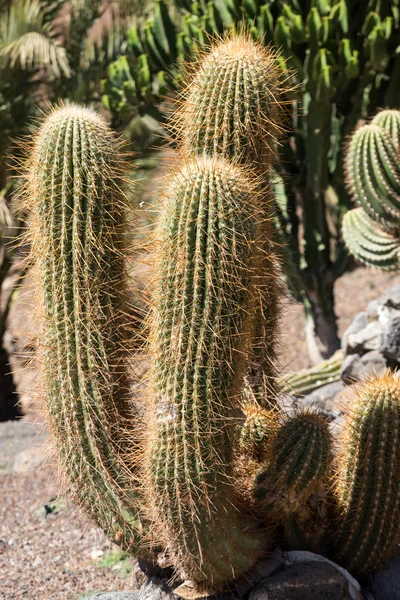 Pachycereus kaktusz, Fuerteventura, Kanári-szigetek, Spanyolország — Stock Fotó