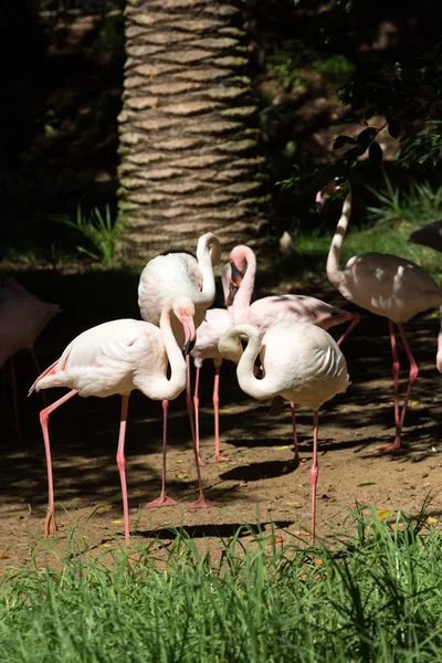 Pěkné růžové velkého ptáka plameňáka, Phoenicopterus ruber — Stock fotografie