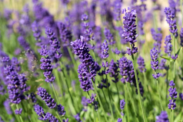 Gärten mit dem blühenden Lavendel — Stockfoto