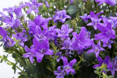 Güzel canlı mor bahar çiçek bush Dalmaçya bellflower (çan çiçeği portenschlagiana)