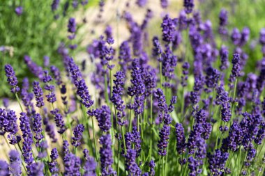 İri ve gür bahçeler, 