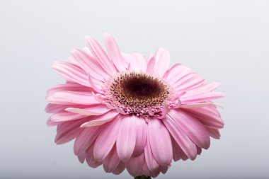 Pembe Gerbera çiçeğine yaklaş.