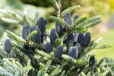 Koreli firavunun konileri - Abies koreana 