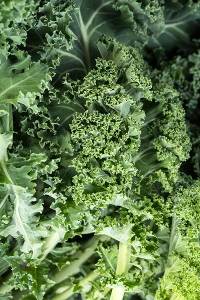 A healthy fresh curly kale — Stock Photo, Image