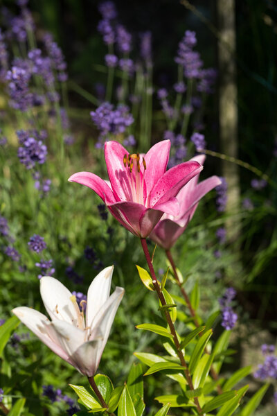 pink  lily flower in garden 