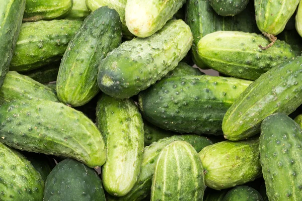 A lot of young cucumbers as background — Stock Photo, Image