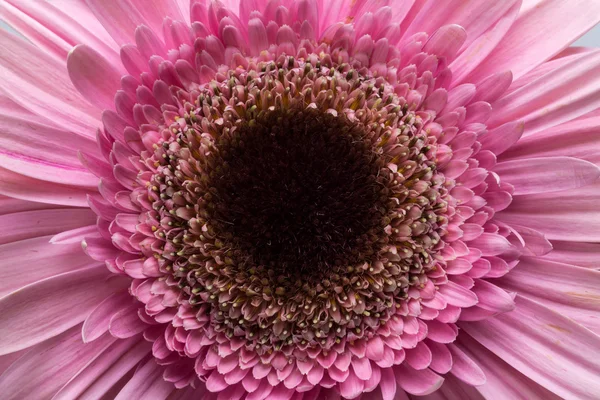 분홍색 게레 베라 꽃을 가까이 서 본 모습 — 스톡 사진