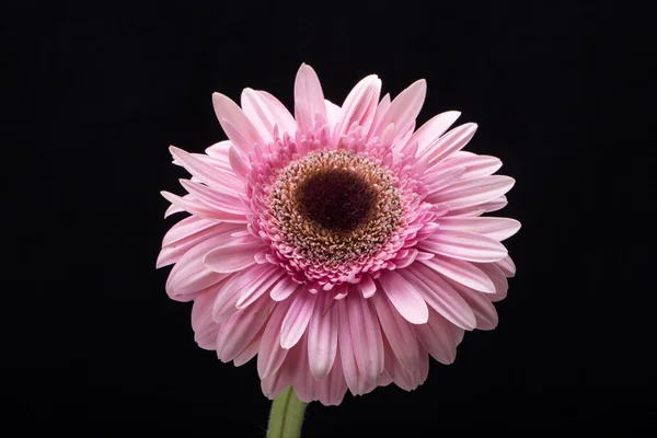 Primo piano di fiore di gerbera rosa — Foto Stock