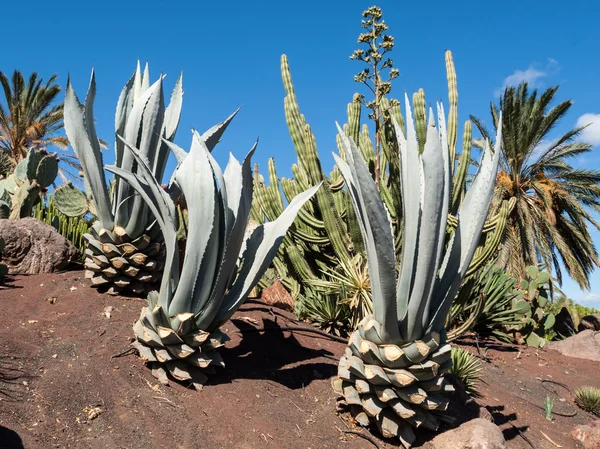 Hojas de planta de aloe vera verde medicinal — Foto de Stock