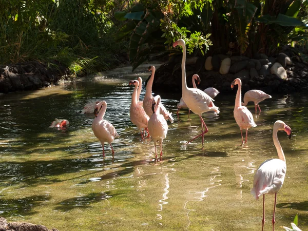 Nice pink big bird Greater Flamingo, Phoenicopterus ruber — Stock Photo, Image